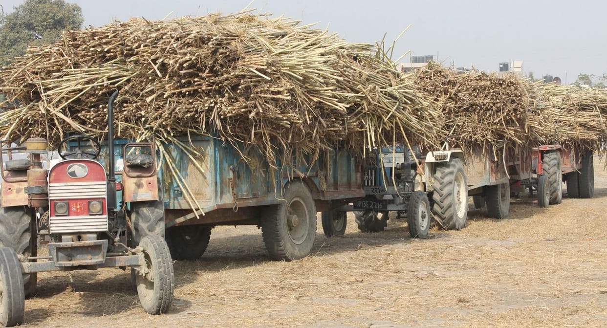sugar cane payment