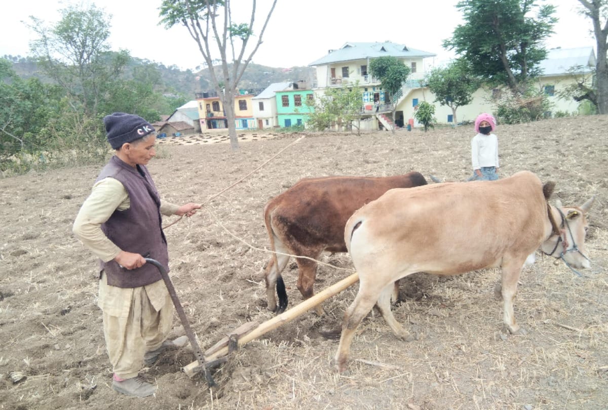 Meena will buy books for her children by plowing in people's fields in solan himachal