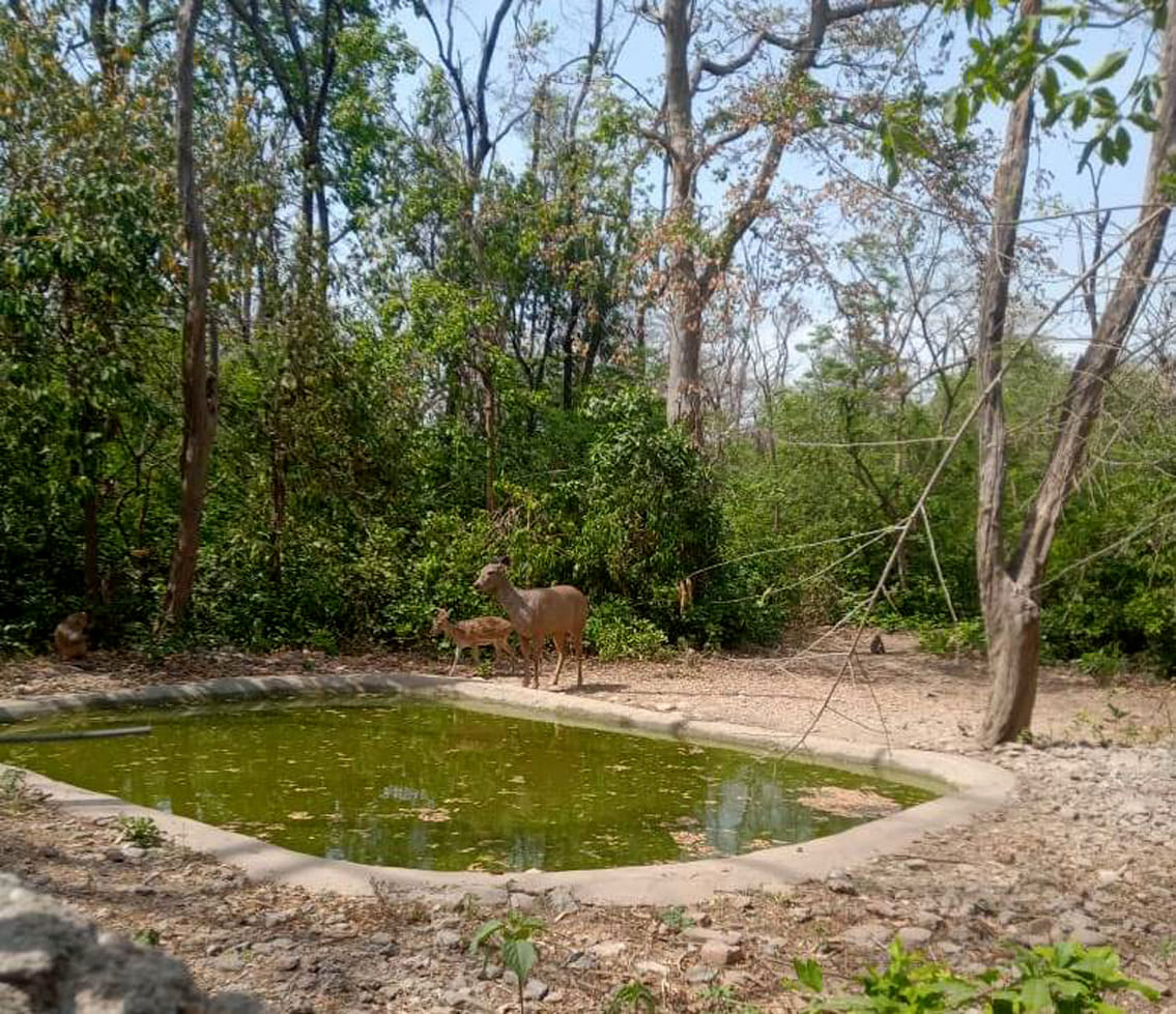 Wildlife reaching the water hole in search of water