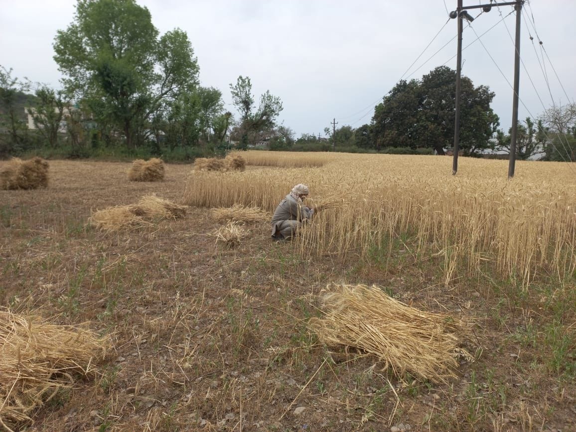 agriculture