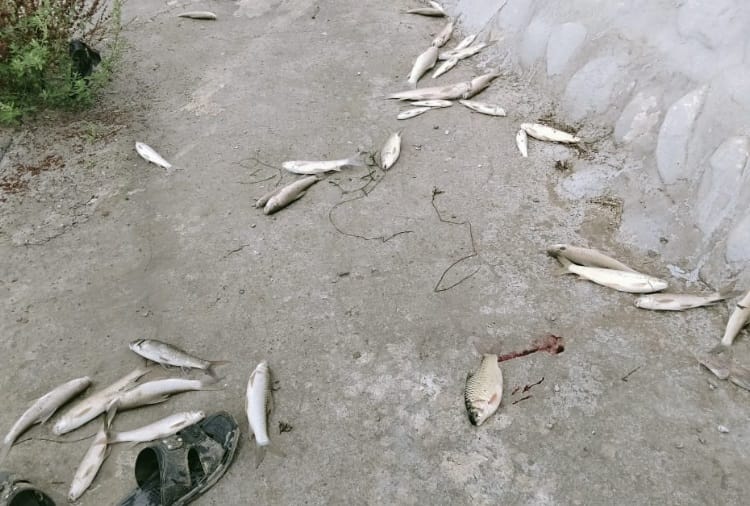 Thousand Fishes died due to lack of oxygen at Kali bein of Punjab 