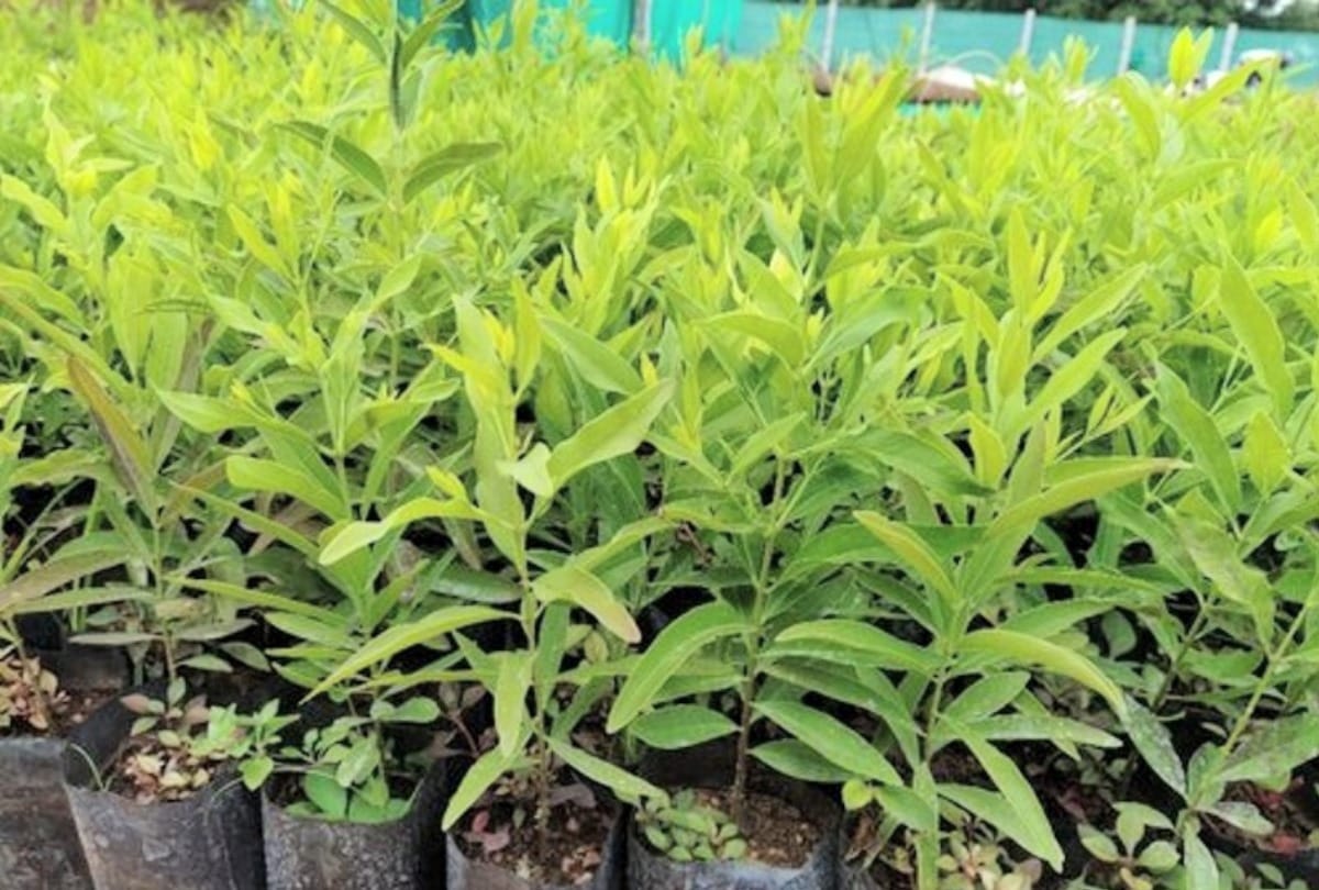 Plants Will Get Water On Time And Quantity Without Family Members Patent Of Machine