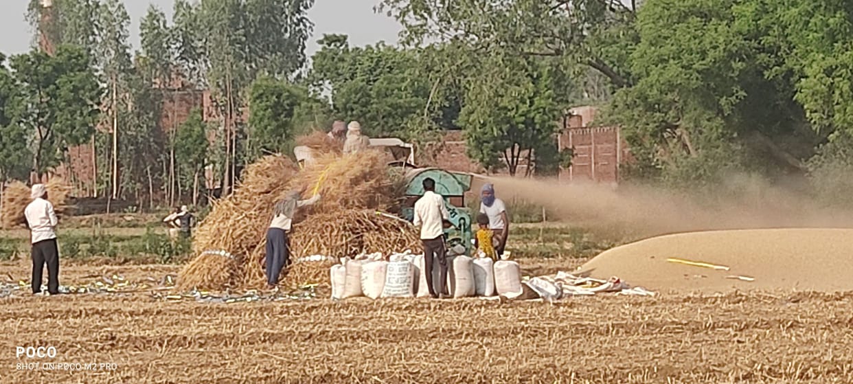 Farmers worried about wheat yield