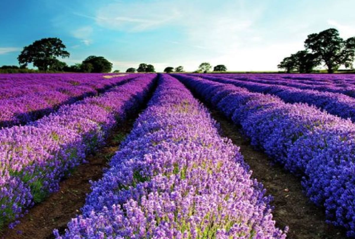 lavender cultivation will give help the farmers in jammu kashmir