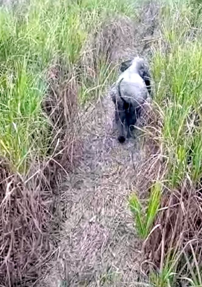 Elephants trample 18 bigha crop of sugarcane and wheat