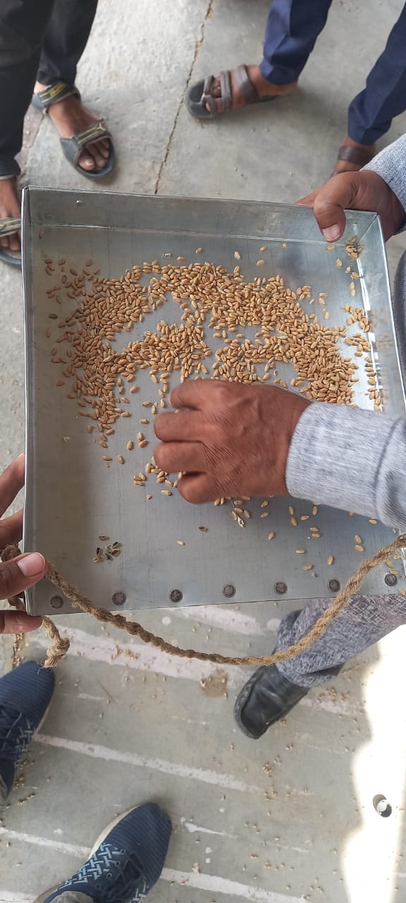 Trouble not saying the quality of wheat is good