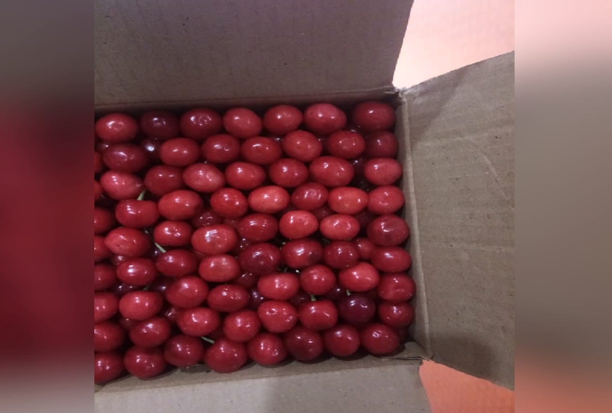 Horticulture: Cherry season started 10 days ago, getting double the price