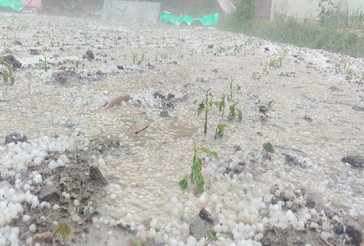 Heavy damage to crops due to rain and hailstorm