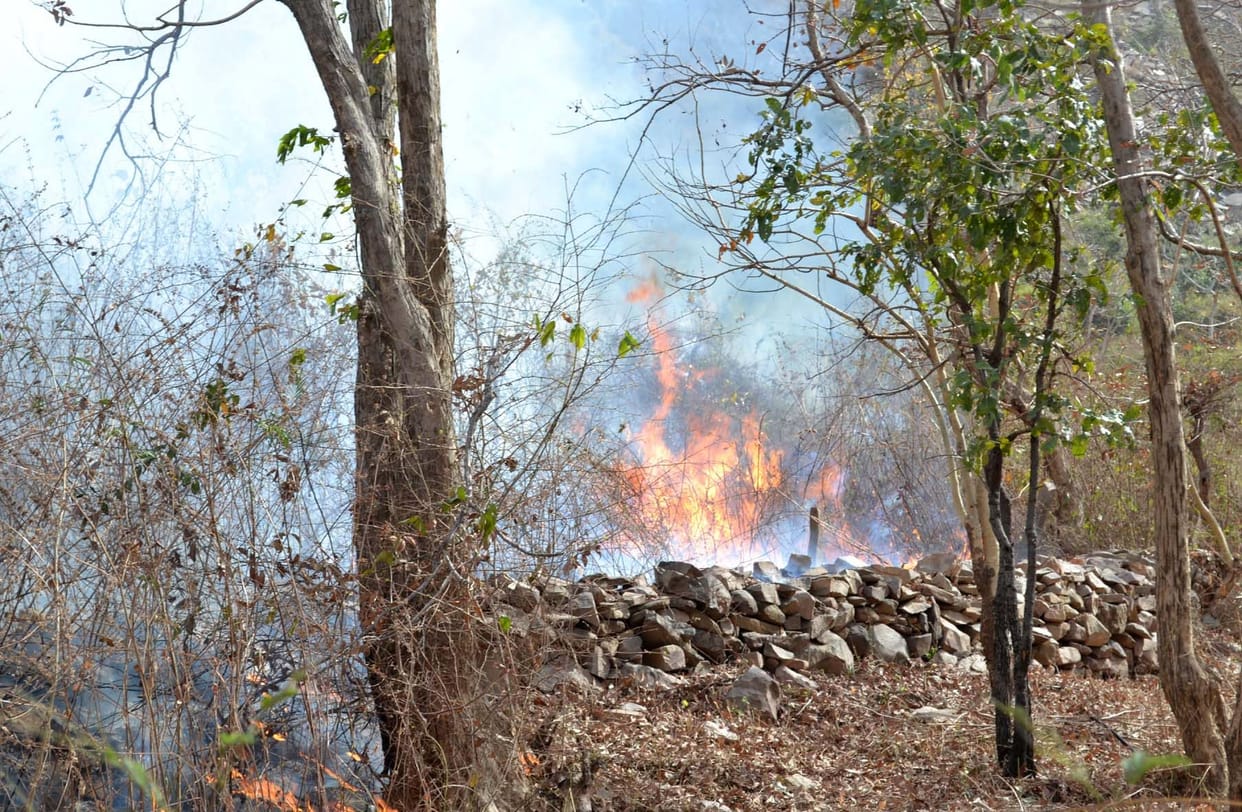 former,fire,police,forest,DFO