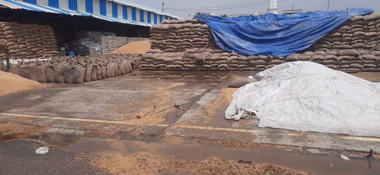 Hail fell with rain, wheat soaked in mandis