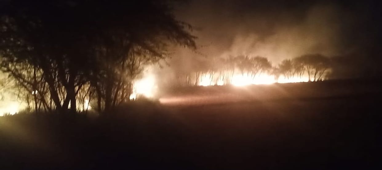 Forest fire, hundreds of green trees burnt