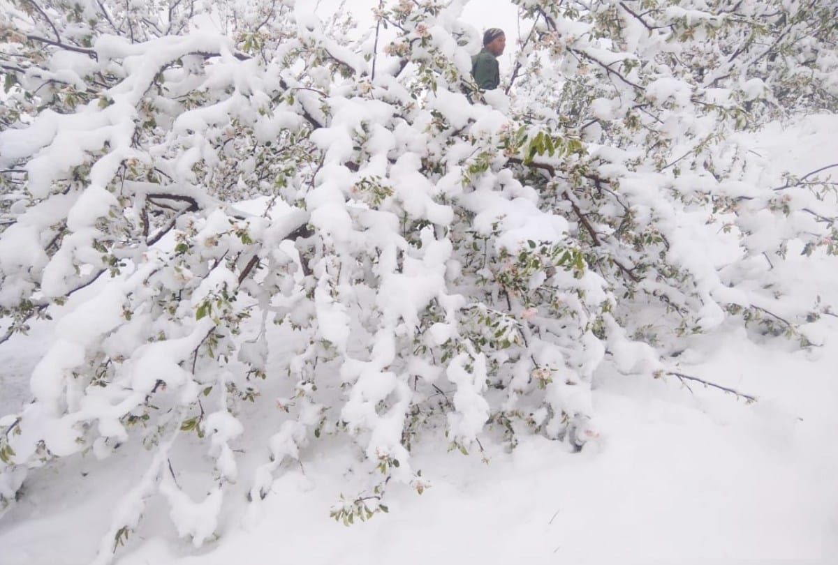 Snowfall in Himachal:  apple trees uprooted, Branches broken, damage to flowering