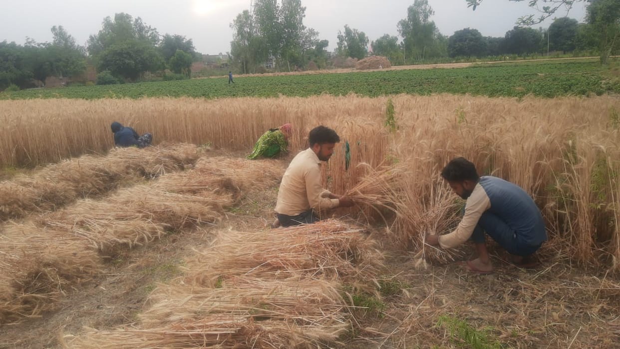 Number of laborers increased in the fields as soon as elections are over