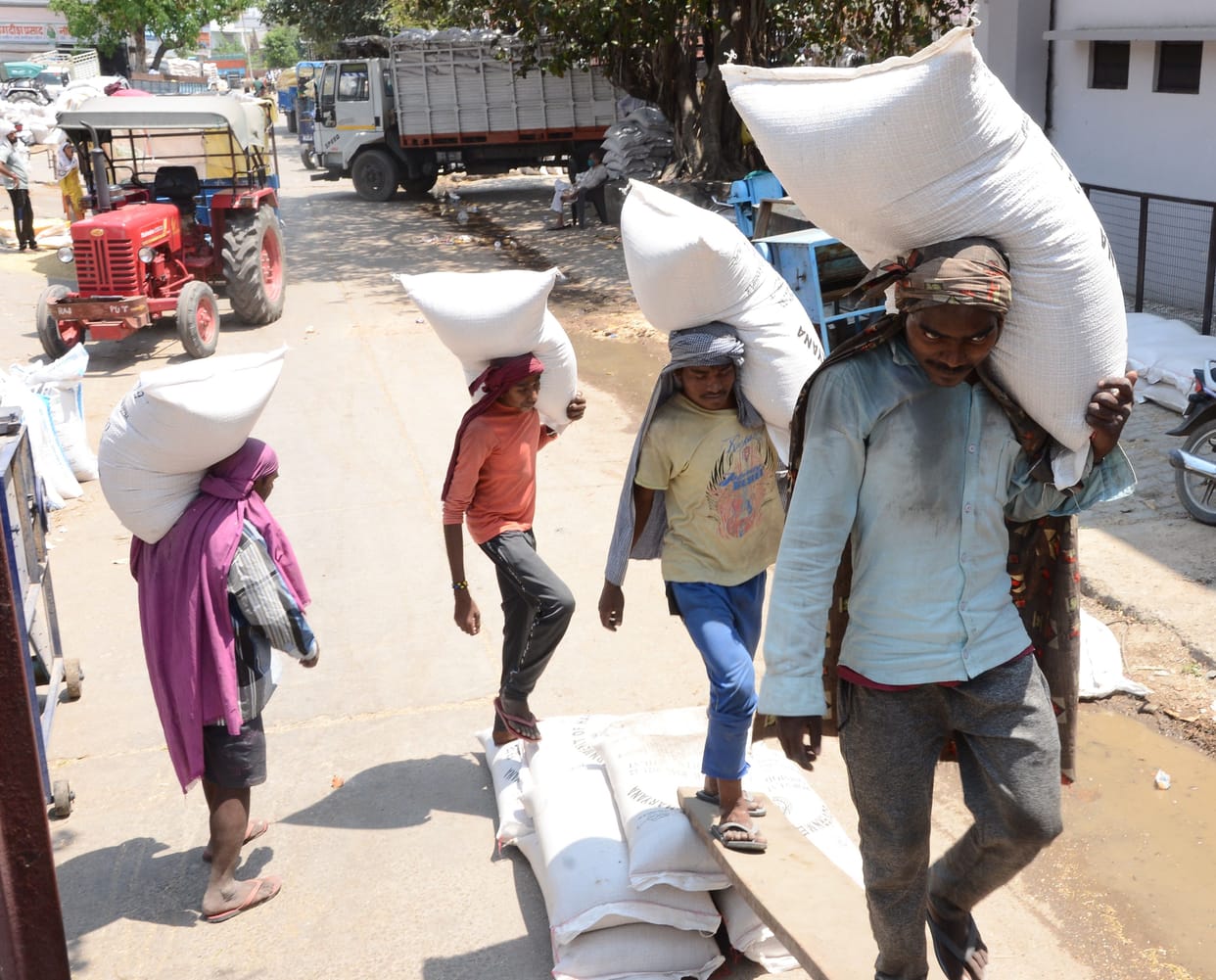Drizzle occurred in the morning, there was no government purchase of wheat in the market