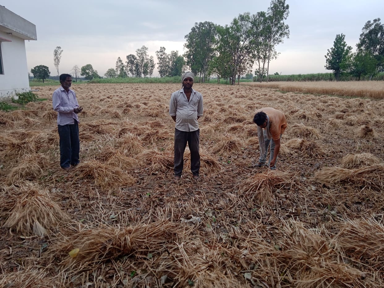 Hail with rain, break on wheat threshing
