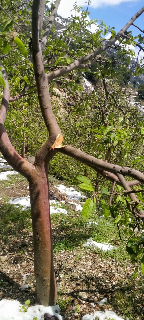 Unseasonal snowfall and hail devastated apple crop