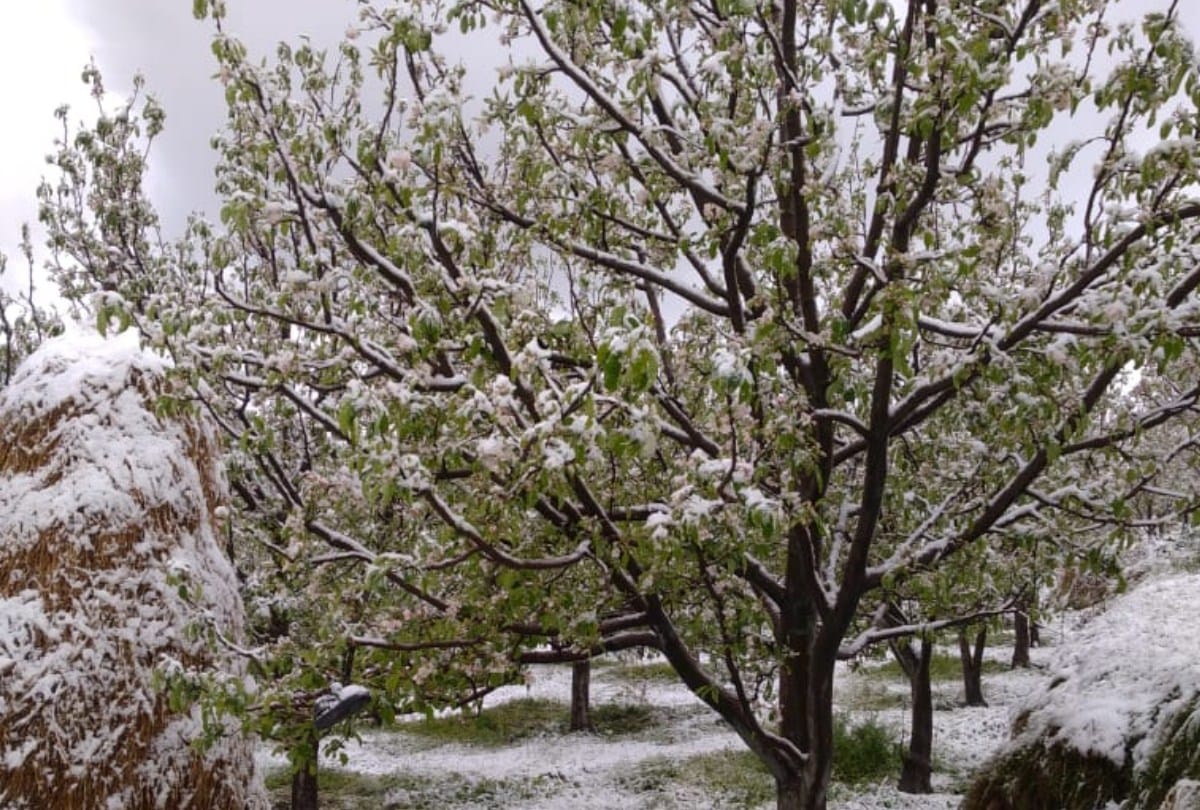 weaher update himachal: heavy rain and snowfall in himachal pradesh snowfall in manali  April 2021 snowfall damage apple crop