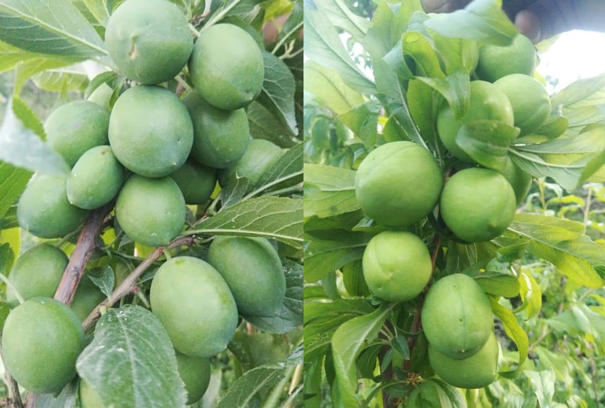 Fruit crops damaged due to no rain since two months in himachal pradesh
