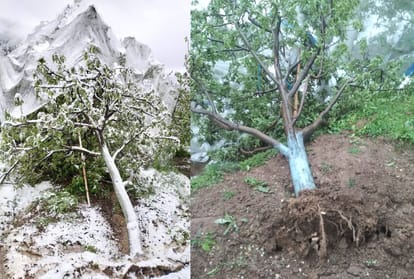 Snowfall in Himachal:  apple trees uprooted, Branches broken, damage to flowering