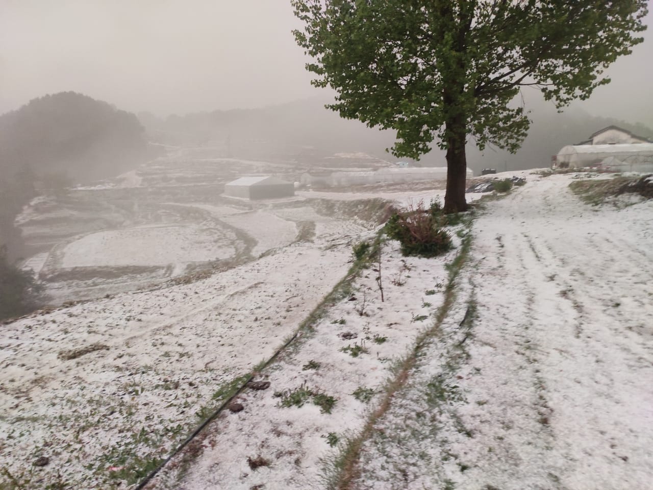 Uttarakhand Weather Forecast Today News: heavy hailstorm in mussoorie and dhanaulti