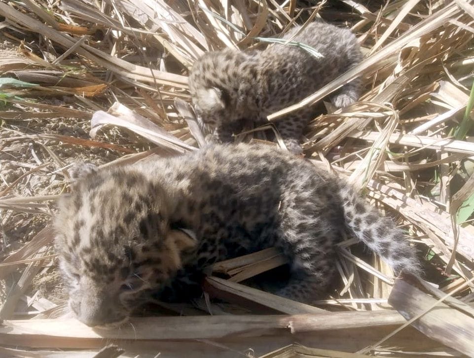 Farmer frightened by two cubs of Guldar appearing