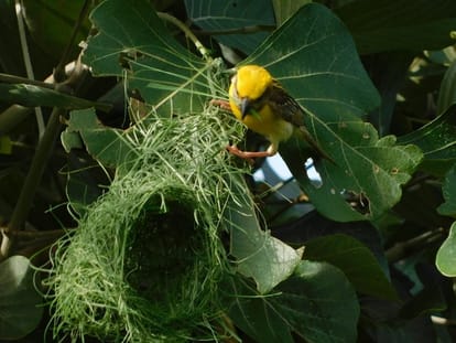 interesting facts about Baya weaver bird in hindi