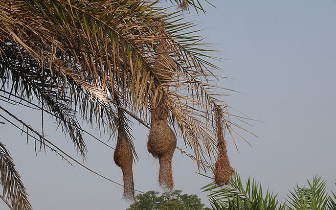 interesting-facts-about-baya-weaver-bird-in-hindi-amar-ujala-hindi