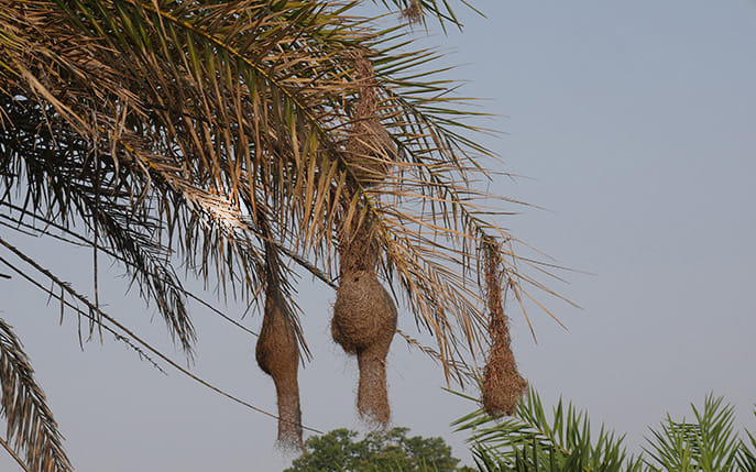 interesting facts about Baya weaver bird in hindi