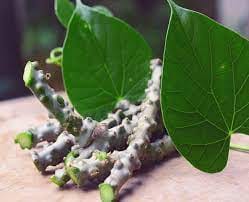 Giloy is the perfect medicine to bring down fever