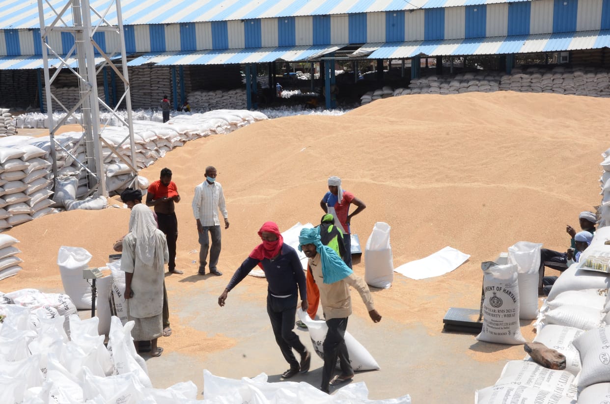 wheat purchasing, bhiwani mandi, labours