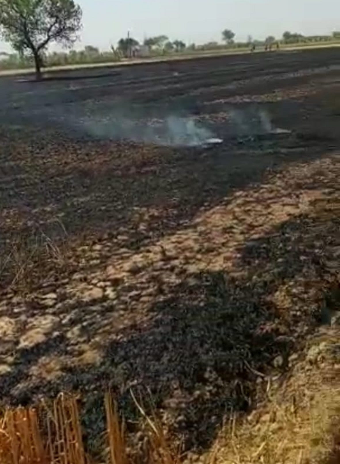 30 bigha wheat crop burnt due to spark from high-tension wires