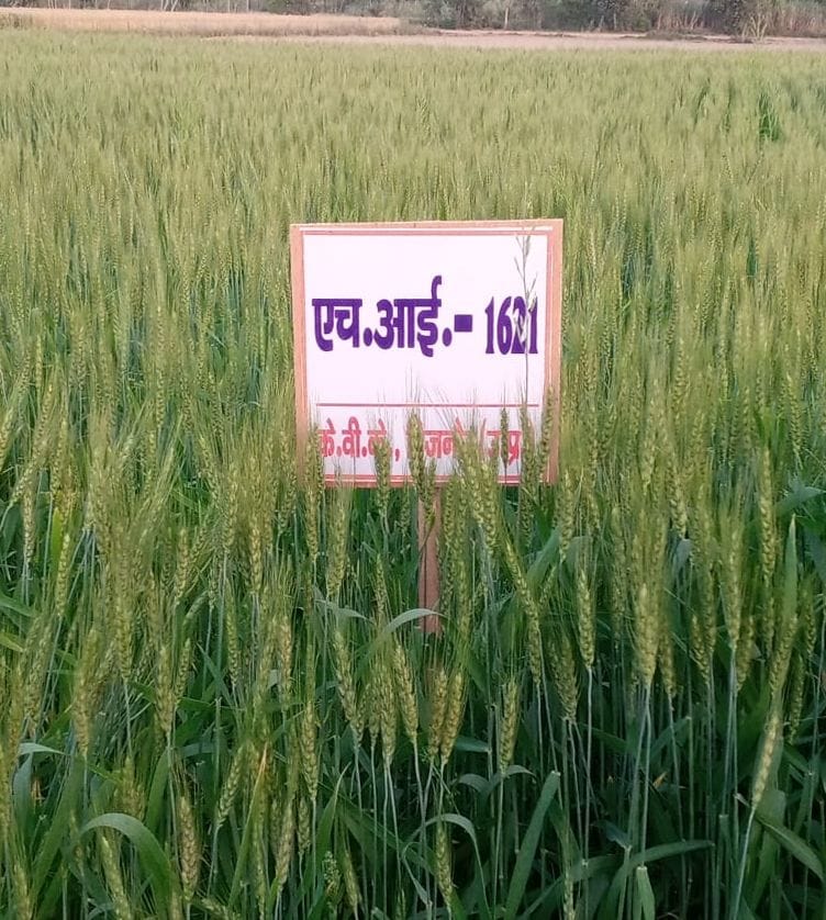 The backward species of wheat have excellent yields