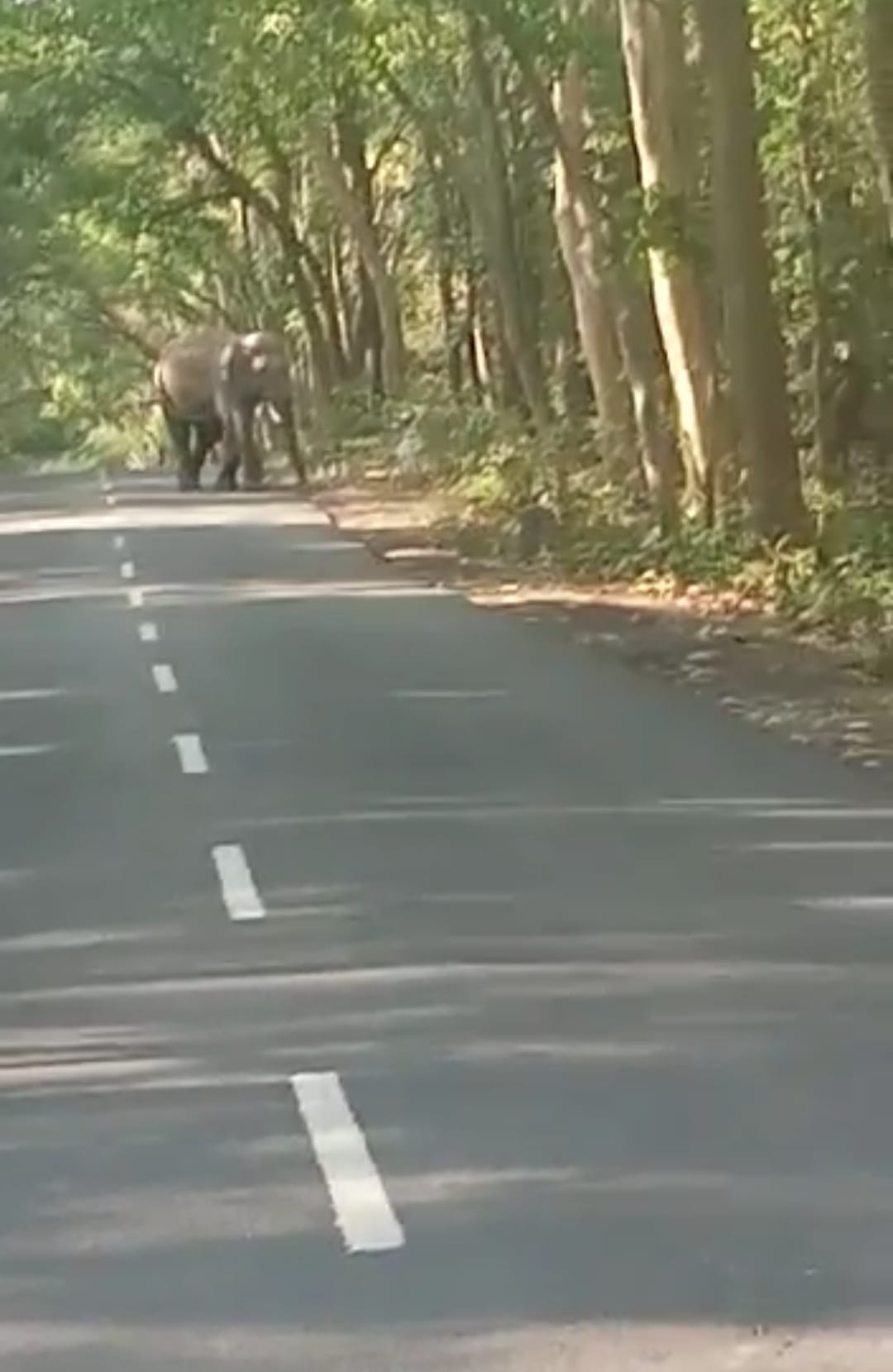 Elephant enjoyed two hours on the highway, Yamunanagar