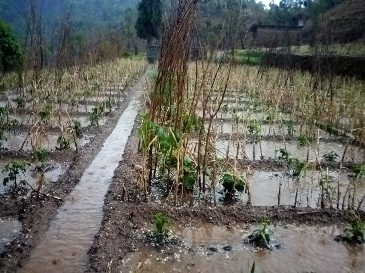 Crop got harm.