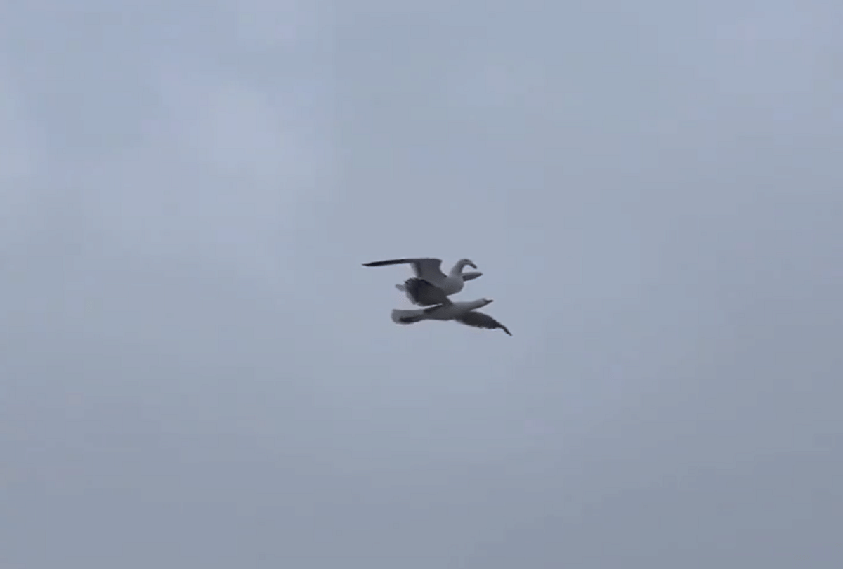 birds stunt like titanic during flying video goes viral