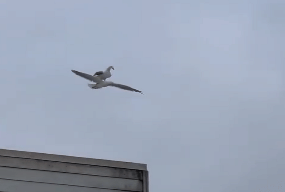 birds stunt like titanic during flying video goes viral
