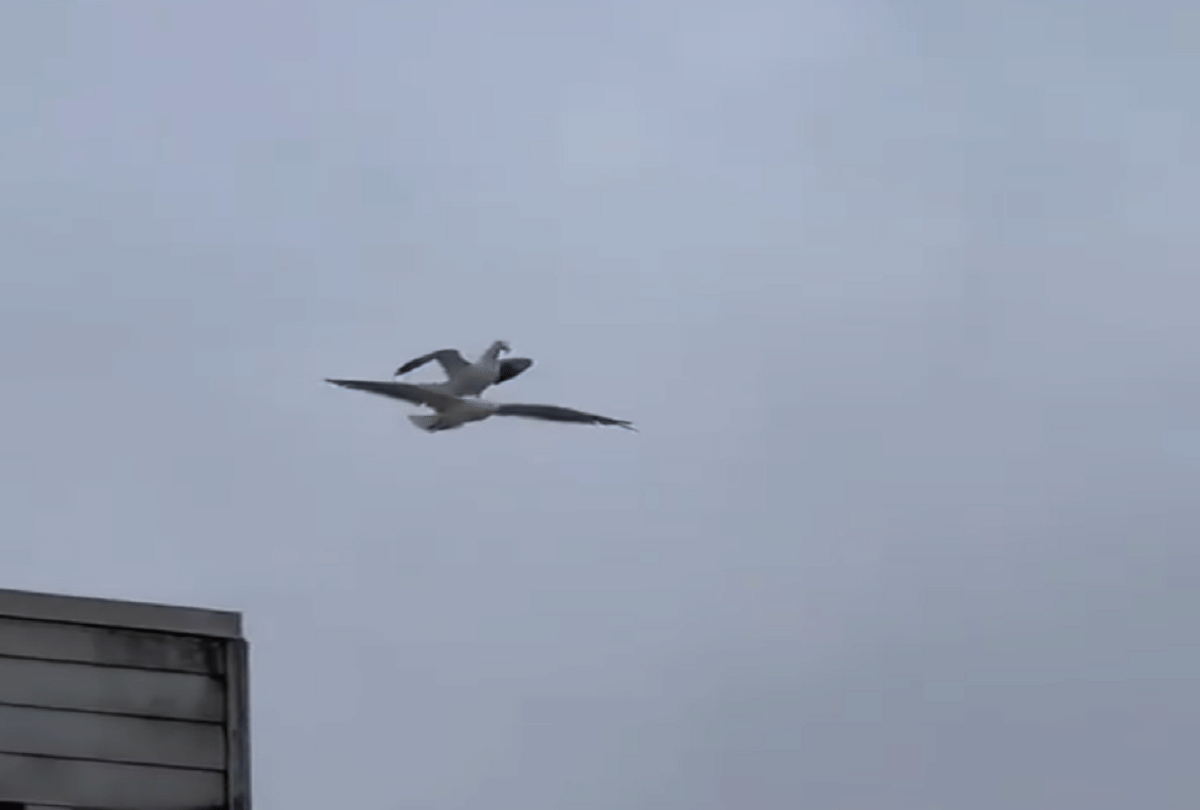 birds stunt like titanic during flying video goes viral