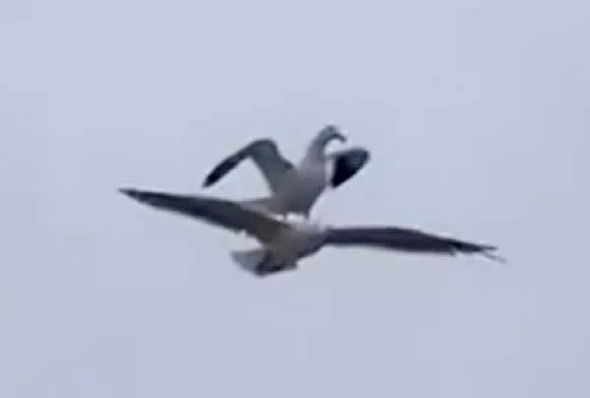 birds stunt like titanic during flying video goes viral