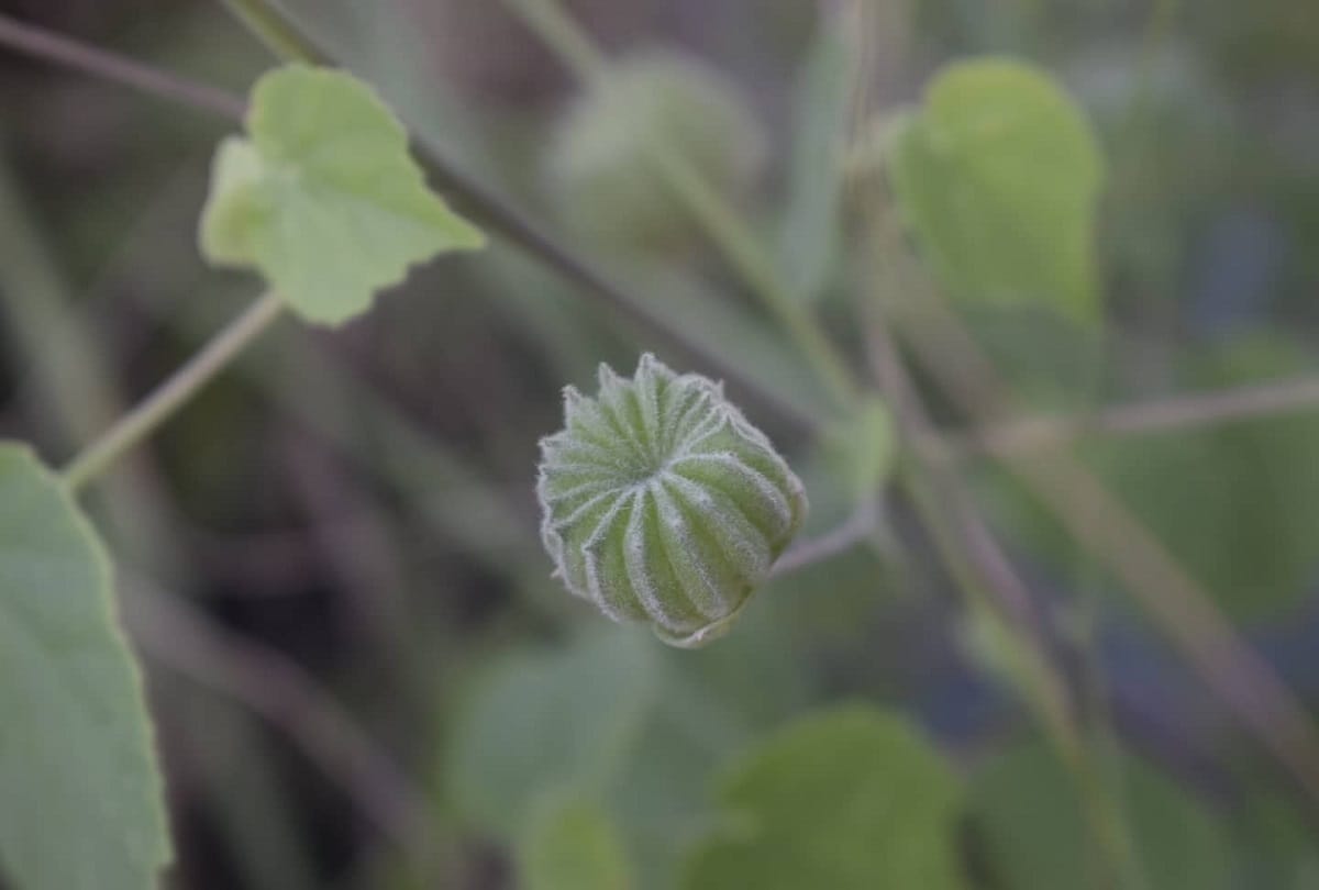 Health benefits of Atibala also known as Abutilon indicum