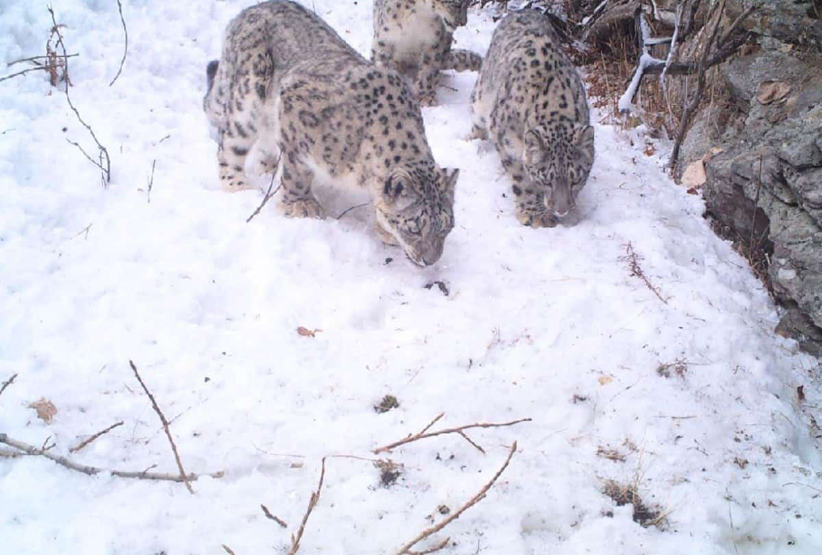 Snow leopard population increased in Uttarakhand 2022 Forest Minister congratulated employees of department