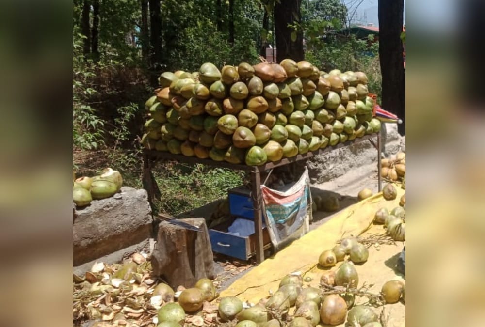 Coronavirus in Dehradun: Coconut Water Price Hike after Nariyal Demand High for boost Immunity photos