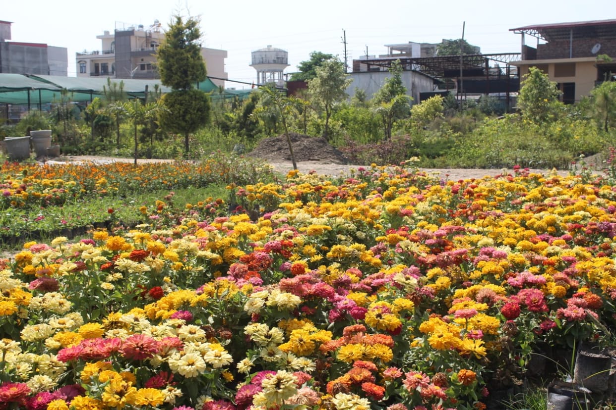 Committee constituted: Government parks cannot be used for social, cultural functions, says NGT