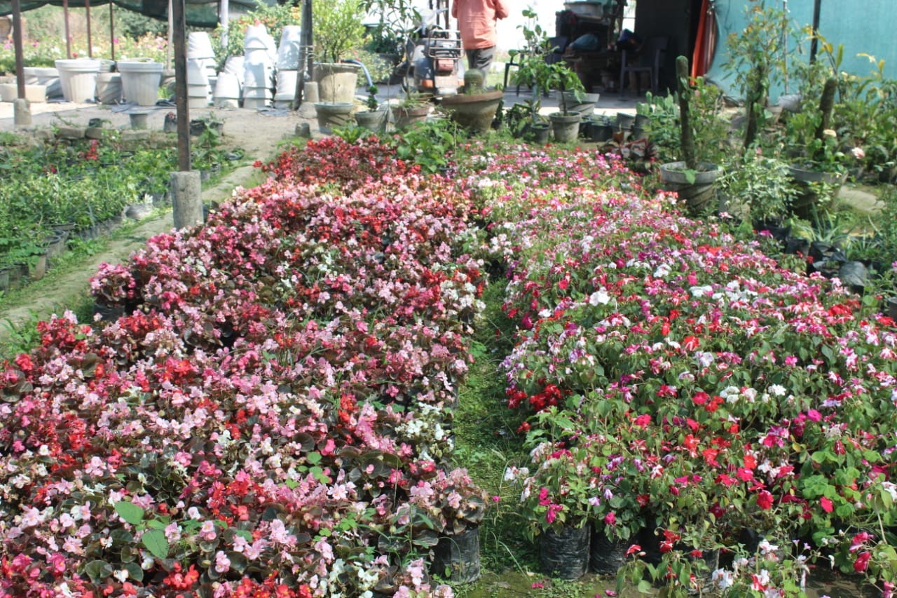coronavirus in uttarakhand latest news : to over come from tension people engaged their self in gardening