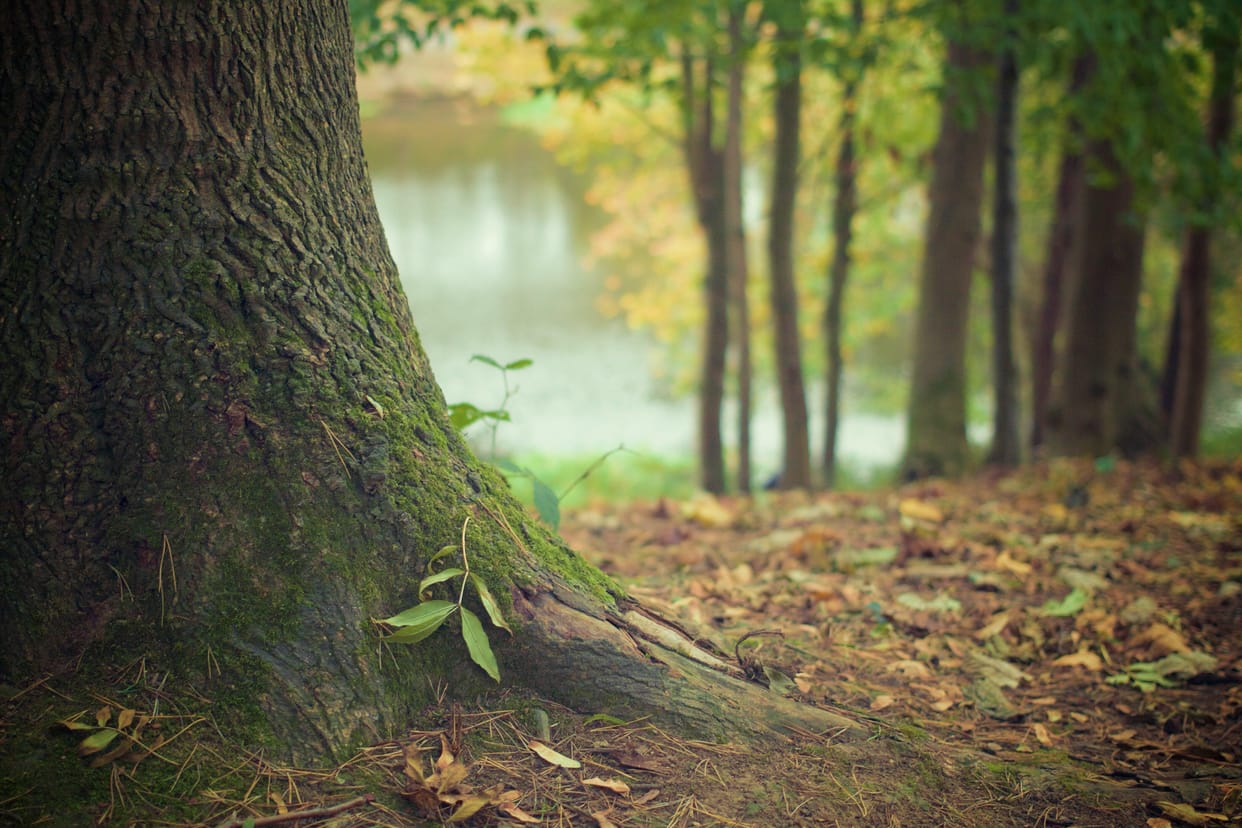 These five trees should not be planted in the house it causes poverty