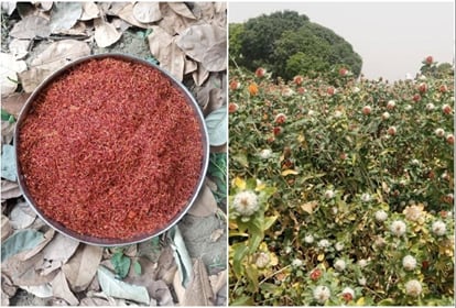 Jammu Kashmir: Adulterated saffron worth lakhs caught in Qazigund, heroin caught in Kathua