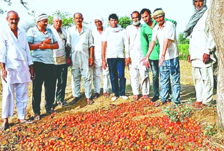 Farmers throw Tomato on Road for Not getting the right price at Charkhi Dadri in Haryana
