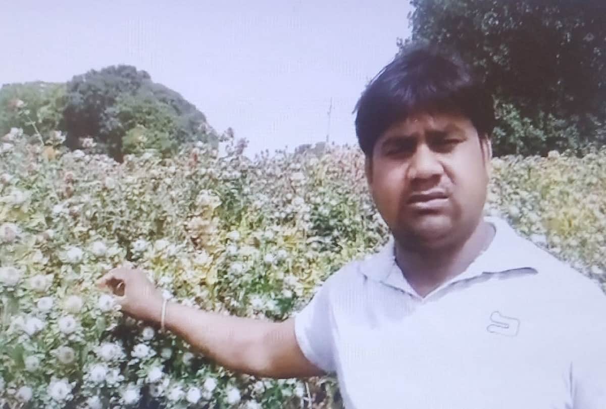 Saffron Cultivation Shining Luck of Farmer In Agra