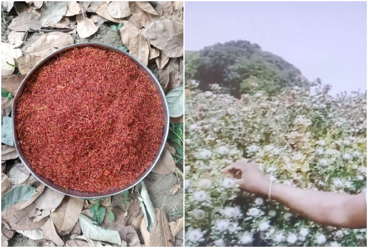 Saffron Cultivation Shining Luck of Farmer In Agra