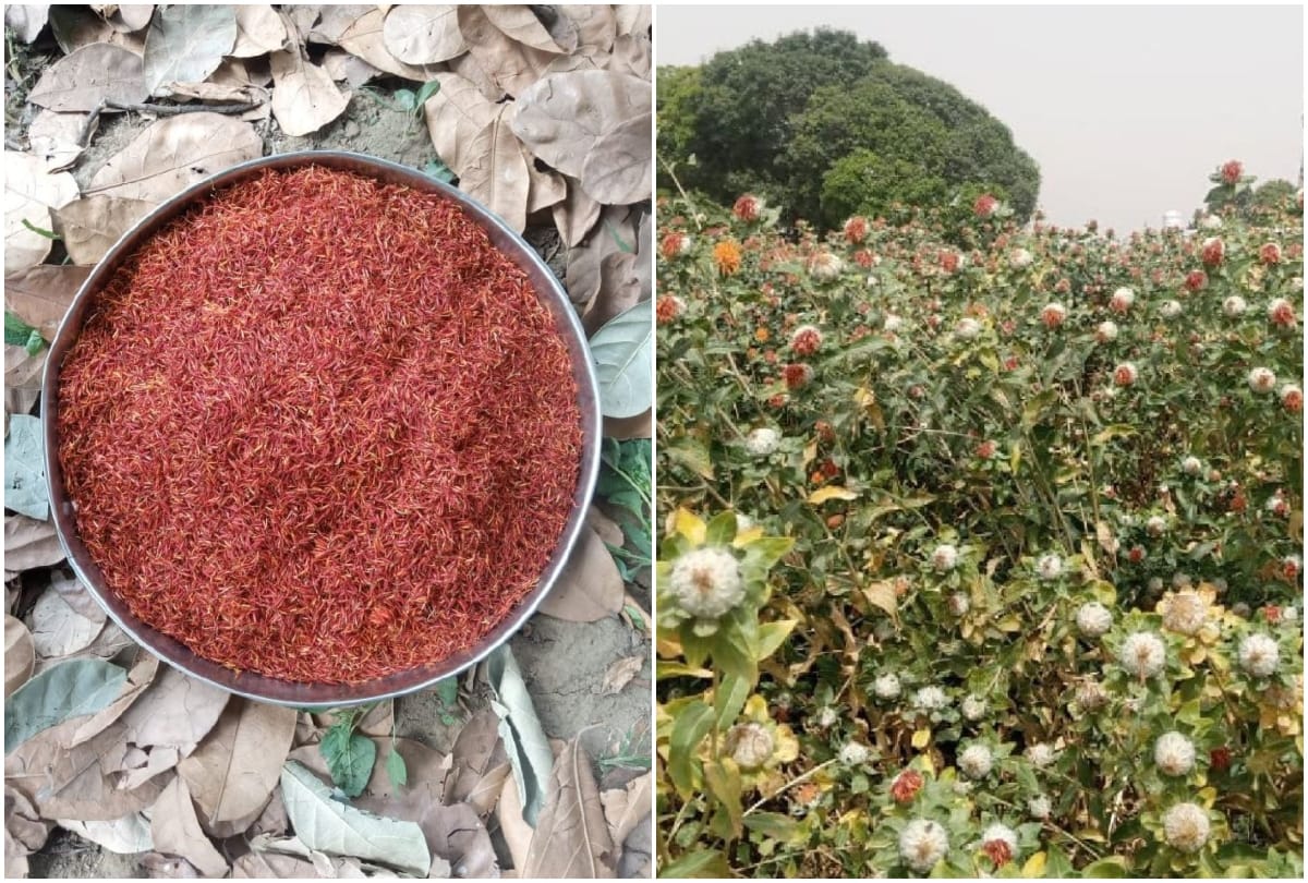 Jammu Kashmir: Adulterated saffron worth lakhs caught in Qazigund, heroin caught in Kathua