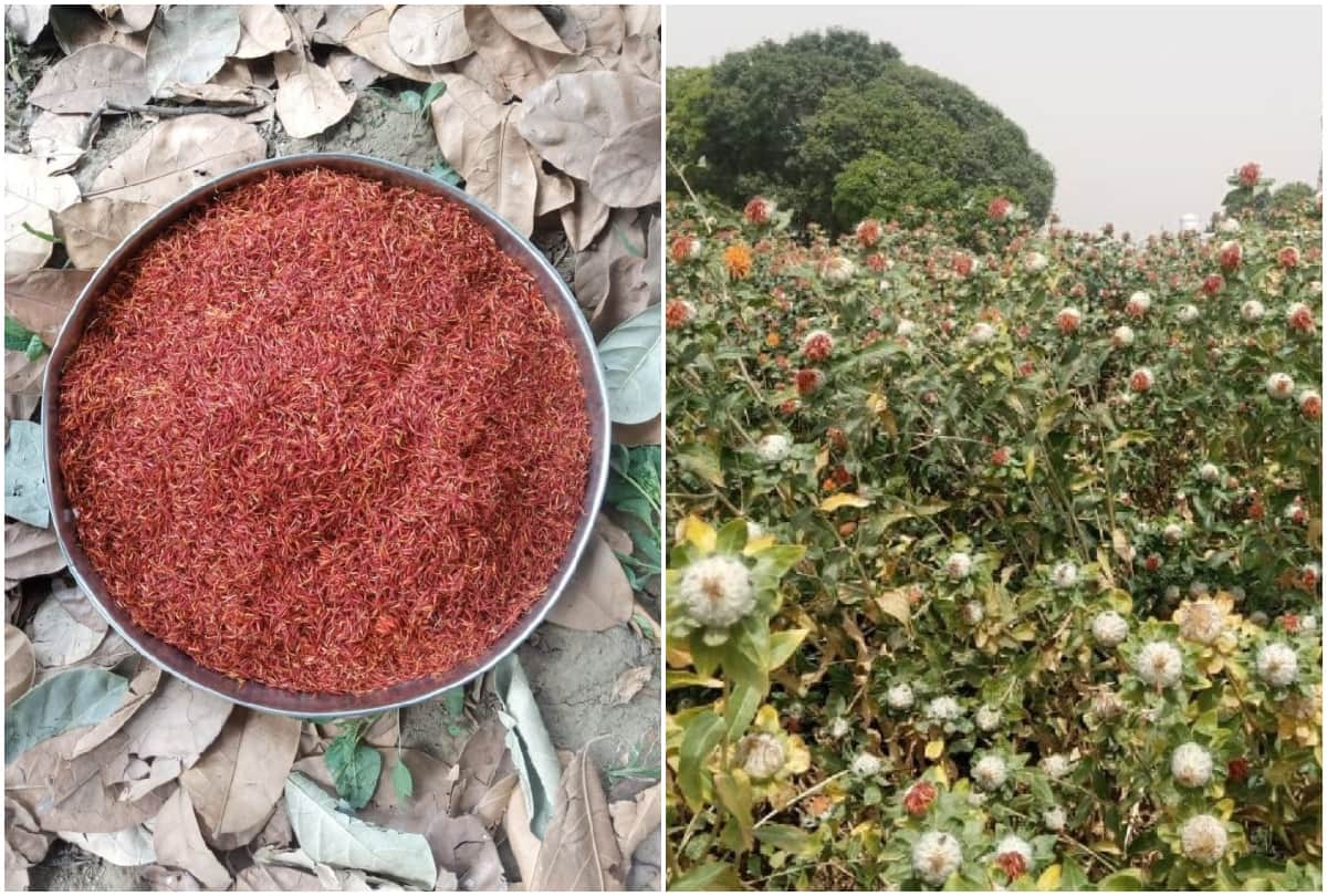 Saffron Cultivation Shining Luck of Farmer In Agra